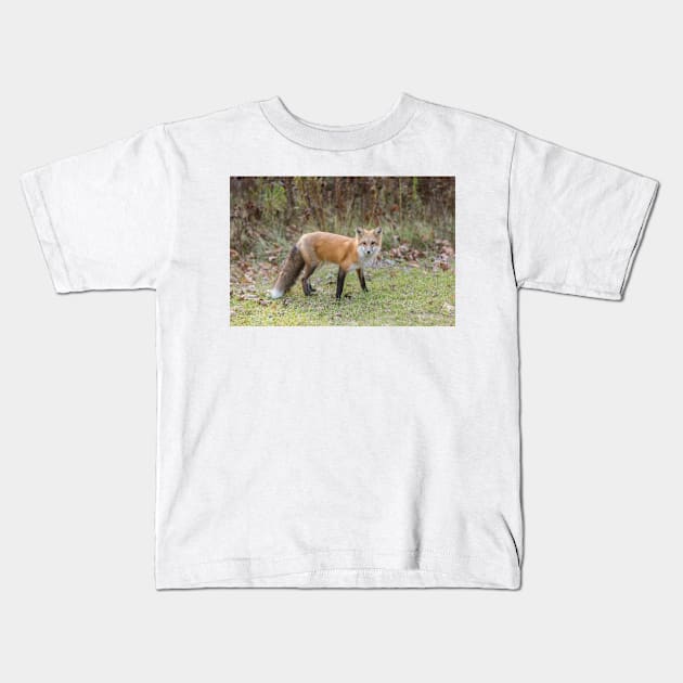 A lone Red Fox Kids T-Shirt by josefpittner